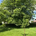 Apartamento Nussbaum *