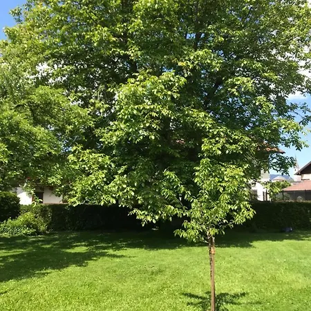 Appartement Nussbaum *